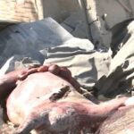 レス1番のサムネイル画像