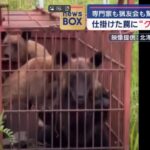 レス1番のリンク先のサムネイル画像