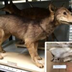 レス3番の画像1