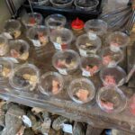 レス20番の画像1