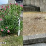 レス2番のリンク先のサムネイル画像