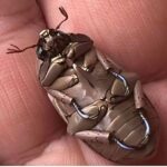 レス1番の画像4