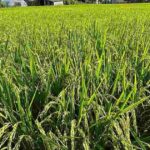 レス2番のリンク先のサムネイル画像