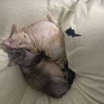 レス10番の画像1