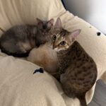 レス13番の画像1