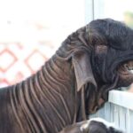 レス2番の画像5