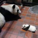 レス1番のリンク先のサムネイル画像