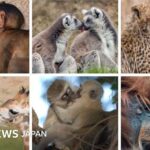 レス1番のリンク先のサムネイル画像