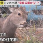 レス1番のリンク先のサムネイル画像