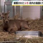 レス1番のリンク先のサムネイル画像