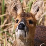 レス1番の画像6