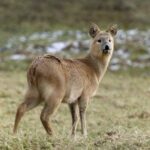 レス1番の画像5