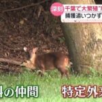 レス1番のリンク先のサムネイル画像