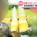 レス1番のリンク先のサムネイル画像